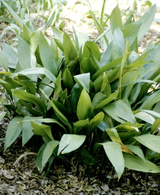 Image of Aspidistra elatior|Elizabethan Gdns, NC|