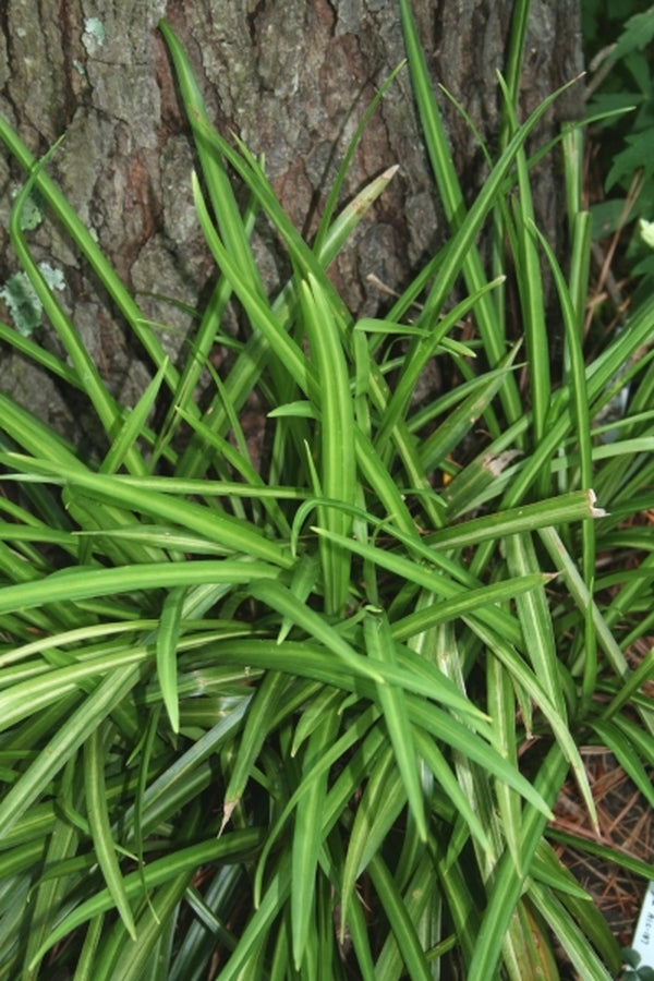Image of Aspidistra linearifolia 'Skinny Dippin' taken at Juniper Level Botanic Gdn, NC by JLBG
