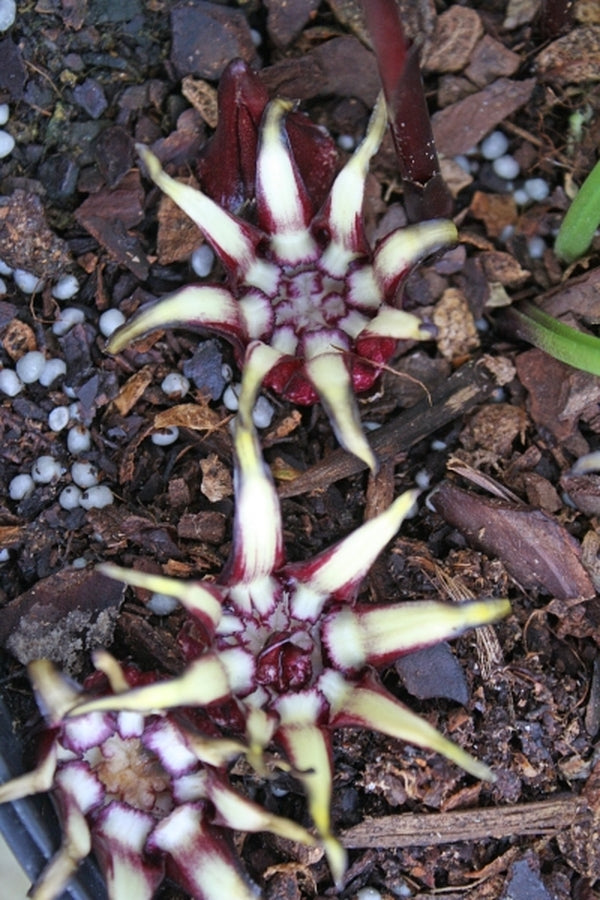 Image of Aspidistra pulchella 'Kunming Starlet'taken at Juniper Level Botanic Gdn, NC by JLBG