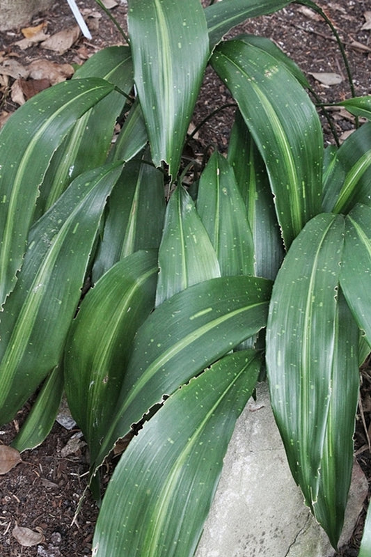 Image of Aspidistra sichuanensis 'Gold Lancer'taken at Juniper Level Botanic Gdn, NC by JLBG