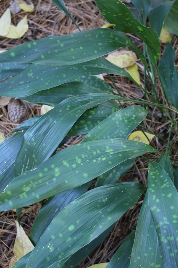 Image of Aspidistra sichuanensis 'Golden Freckles'taken at Juniper Level Botanic Gdn, NC by JLBG