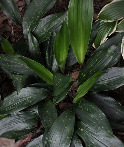 Aspidistra-sichuanensis-Golden