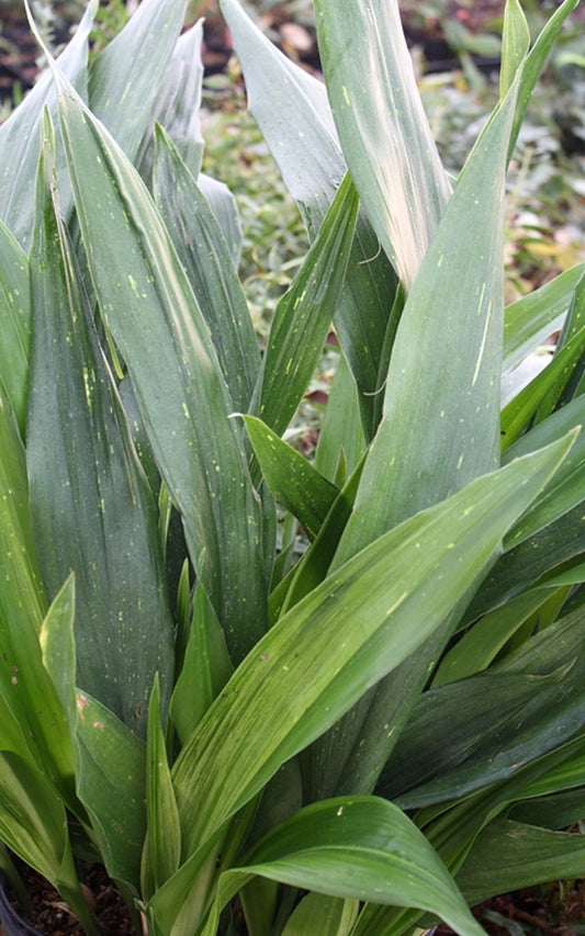 Image of Aspidistra sichuanensis 'Haku Sei Ryu'