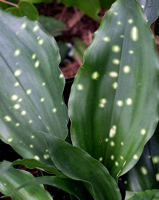 Image of Aspidistra sinensis 'Cosmos'