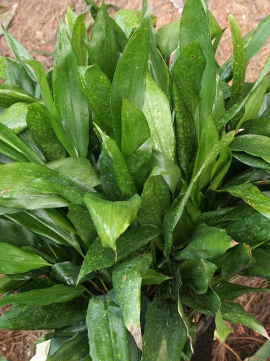 Image of Aspidistra sp. 'China Moon'|Juniper Level Botanic Gdn, NC|JLBG
