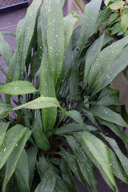 Image of Aspidistra vietnamensis 'Garden Gallery'