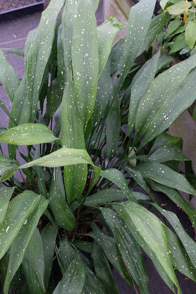 Aspidistra-vietnamensis-Garden