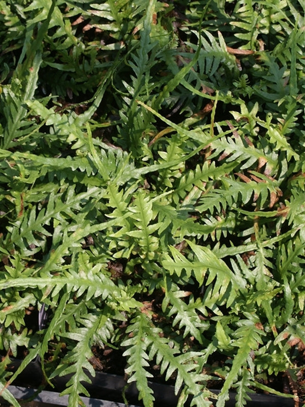 Image of Asplenium x ebenoidestaken at Juniper Level Botanic Gdn, NC by JLBG