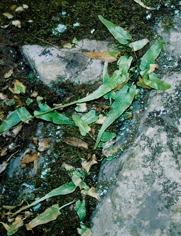 Image of Asplenium rhizophyllum|In Situ Renick, WVA|