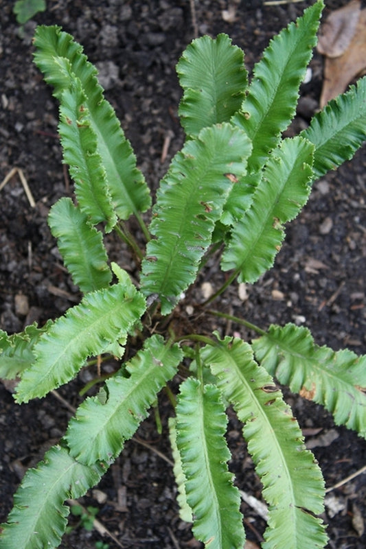 Image of Asplenium scolopendrium 'Marginatum'||