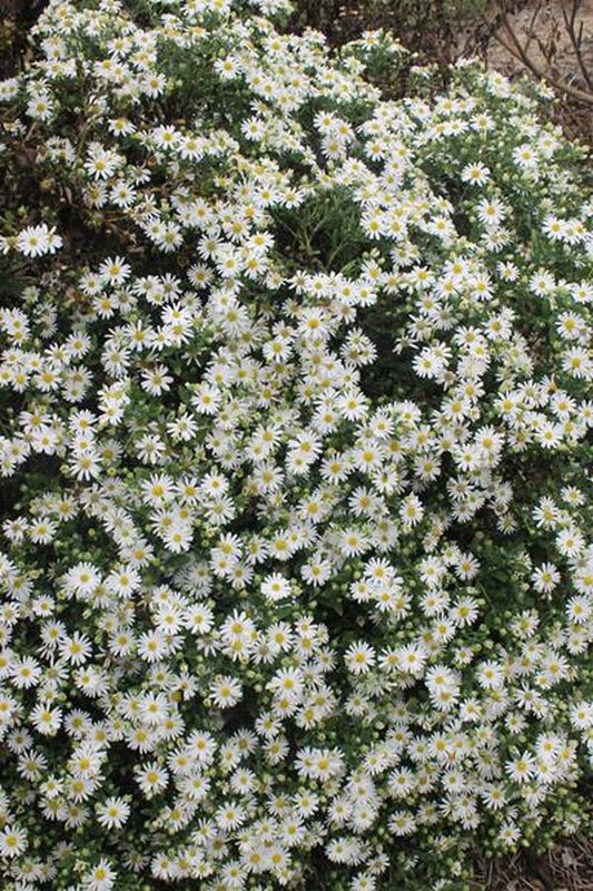 Image of Aster ageratoides 'Ashivi'|Juniper Level Botanic Gdn, NC|JLBG