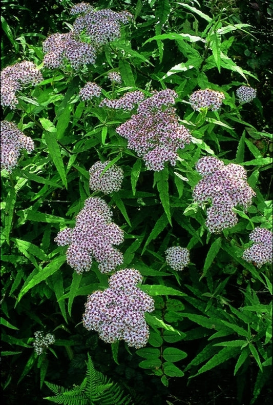 Image of Aster albescens coll. #A1C-337|In Situ Cang Shan Mtn, China|