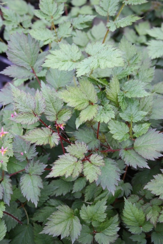 Image of Astilbe 'Beauty of Ernst' PP 17,343|Juniper Level Botanic Gdn, NC|JLBG