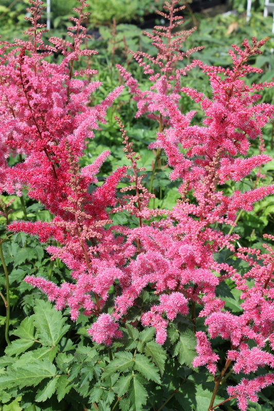 Image of Astilbe 'Mighty Red Quin' PP 24,797|Juniper Level Botanic Gdn, NC|JLBG
