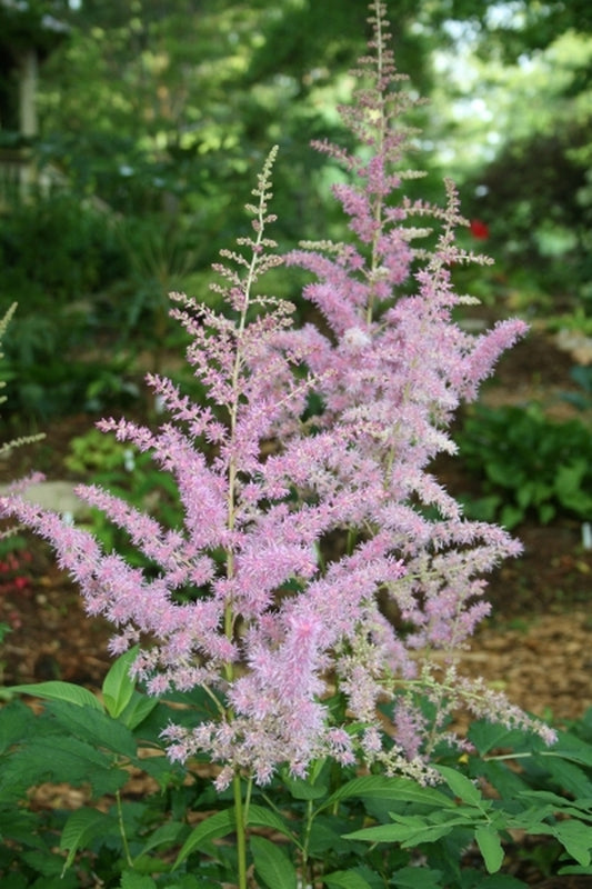 Image of Astilbe chinensis 'Love and Pride' PP 19,093|Juniper Level Botanic Gdn, NC|JLBG