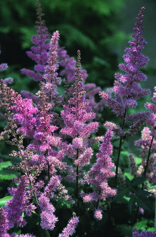 Image of Astilbe chinensis 'Maggie Daley'|Juniper Level Botanic Gdn, NC|JLBG