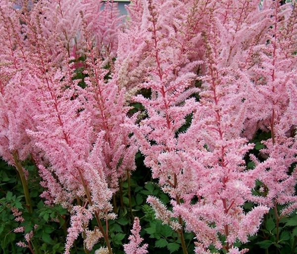 Image of Astilbe chinensis 'Mighty Pip'|Holland|Compass Plants