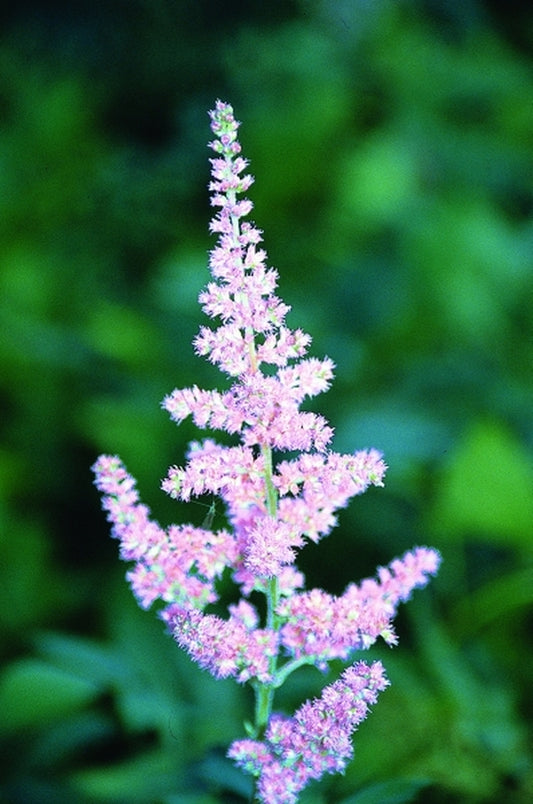 Image of Astilbe chinensis 'Vision in Pink' |Juniper Level Botanic Gdn, NC|JLBG