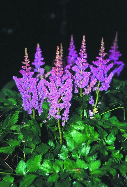 Image of Astilbe chinensis 'Visions'|Juniper Level Botanic Gdn, NC|JLBG
