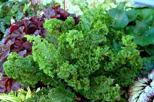 Image of Athyrium filix-femina 'Lady in Lace'|Terra Nova Nurseries, OR|Terra Nova Nurseries