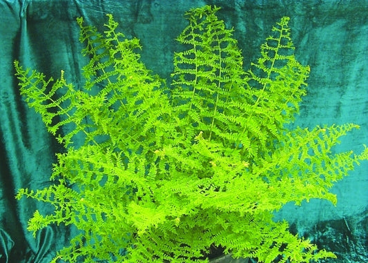 Image of Athyrium filix-femina 'Encourage'|Terra Nova Nurseries, OR|Terra Nova Nurseries