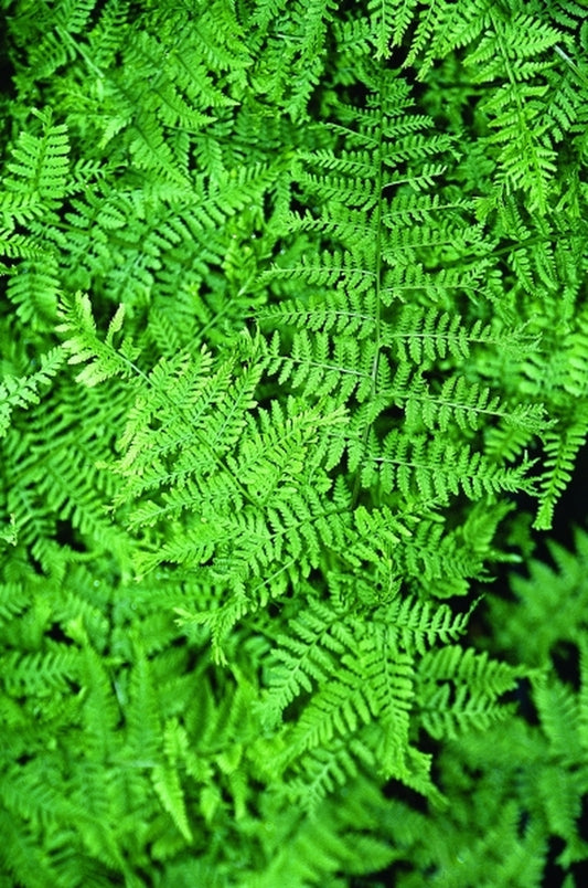 Image of Athyrium filix-femina 'Vernoniae Cristatum'|Juniper Level Botanic Gdn, NC|JLBG