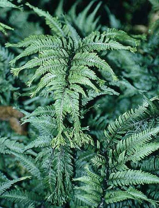 Image of Athyrium niponicum 'Apple Court'|Juniper Level Botanic Gdn, NC|JLBG