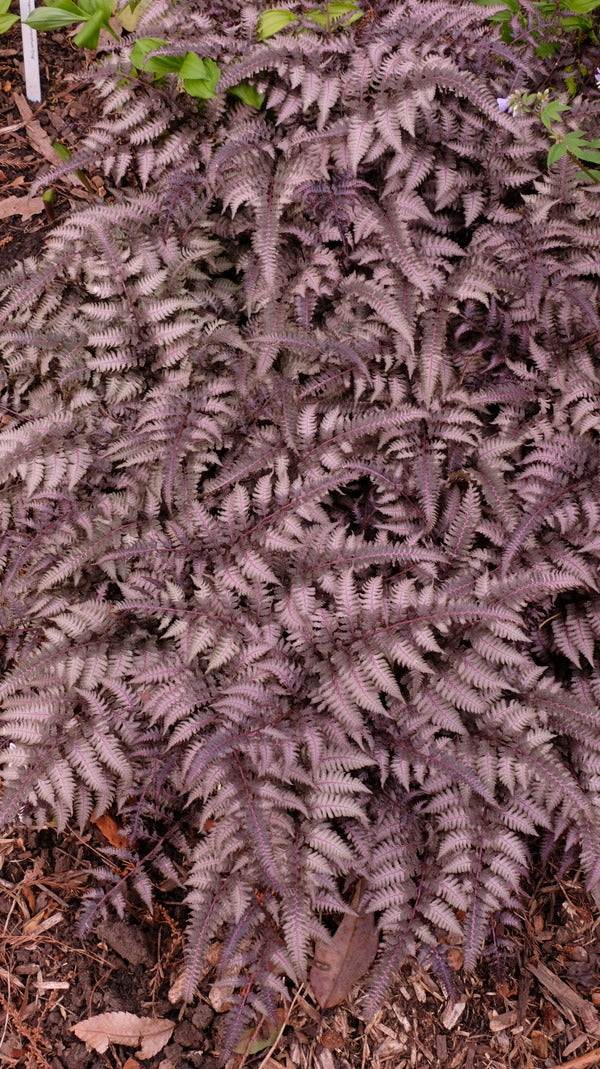 Image of Athyrium niponicum 'Burgundy Lace' taken at Juniper Level Botanic Gdn, NC by JLBG