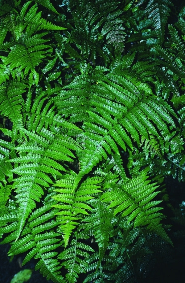 Image of Athyrium petersenii|Juniper Level Botanic Gdn, NC|JLBG