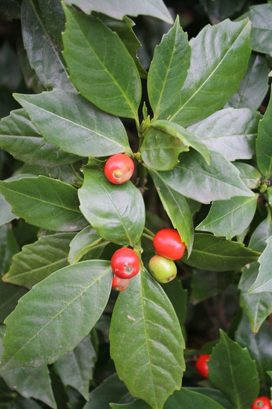 Image of Aucuba japonica 'Rozannie'||