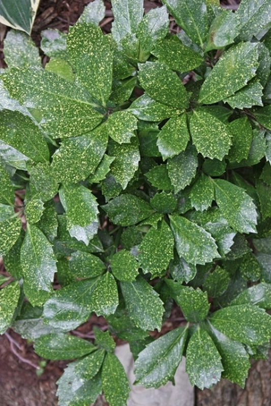 Image of Aucuba japonica 'Shilpot'|Juniper Level Botanic Gdn, NC|JLBG