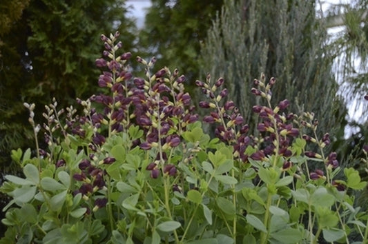 Image of Baptisia 'Dutch Chocolate' PP 23,872|Walters Gardens, MI|