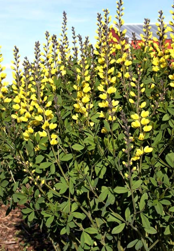 Image of Baptisia 'Lemon Meringue' PP 24,280 taken at Shady Oaks Nsy, MN by T. Avent