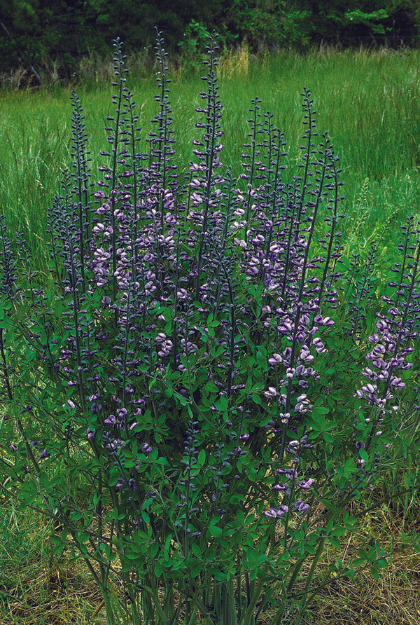 Image of Baptisia 'Purple Smoke'|NC Botanical Gdn, NC|R. Gardner