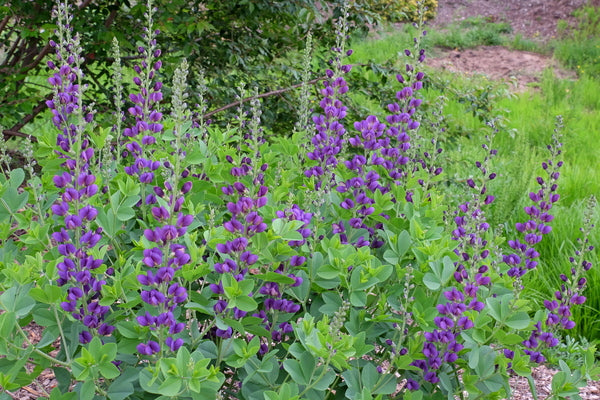 Image of Baptisia 'Sparkling Sapphires' PP 27,904