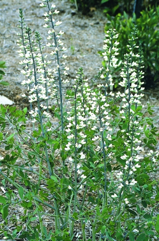 Image of Baptisia alba var. macrophylla Illinois Form|Juniper Level Botanic Gdn, NC|JLBG