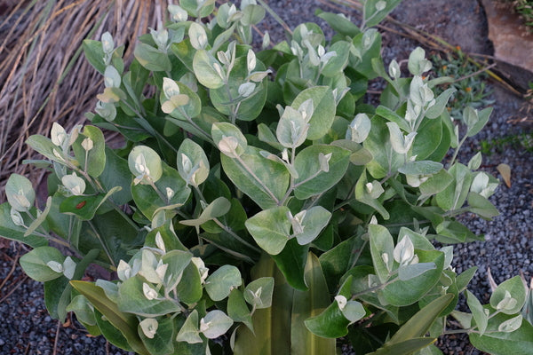Image of Baptisia x arachnifolia
