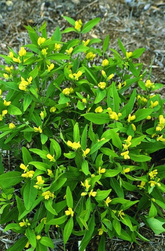 Image of Baptisia lanceolata coll. #A1FL-077|Juniper Level Botanic Gdn, NC|JLBG