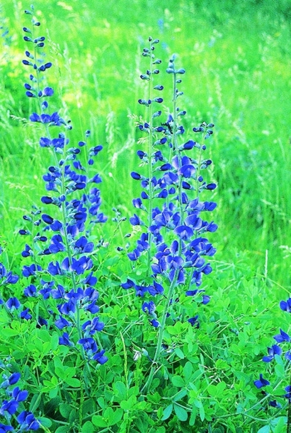 Image of Baptisia minor coll. #A1T-008|In Situ Caswell Co, NC, Cherry Grove road off hwy 62|
