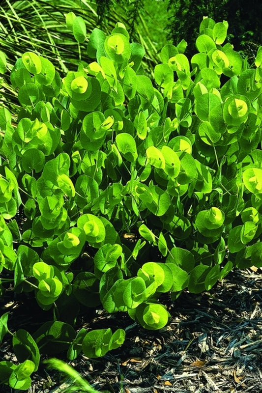 Image of Baptisia perfoliata coll. #A1FL-183|Juniper Level Botanic Gdn, NC|JLBG