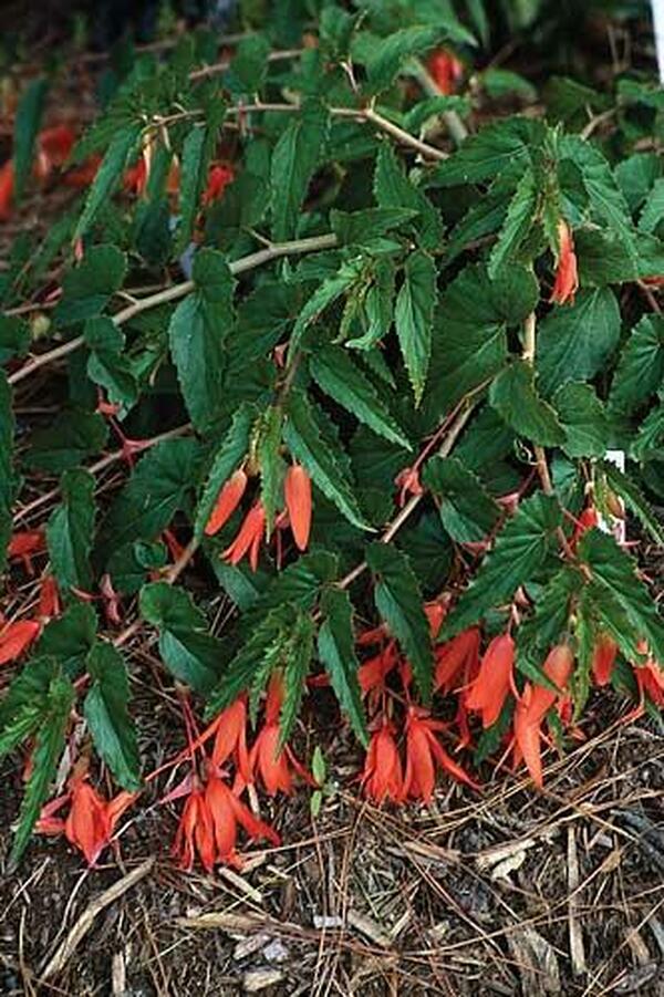 Image of Begonia boliviensis|Juniper Level Botanic Gdn, NC|JLBG