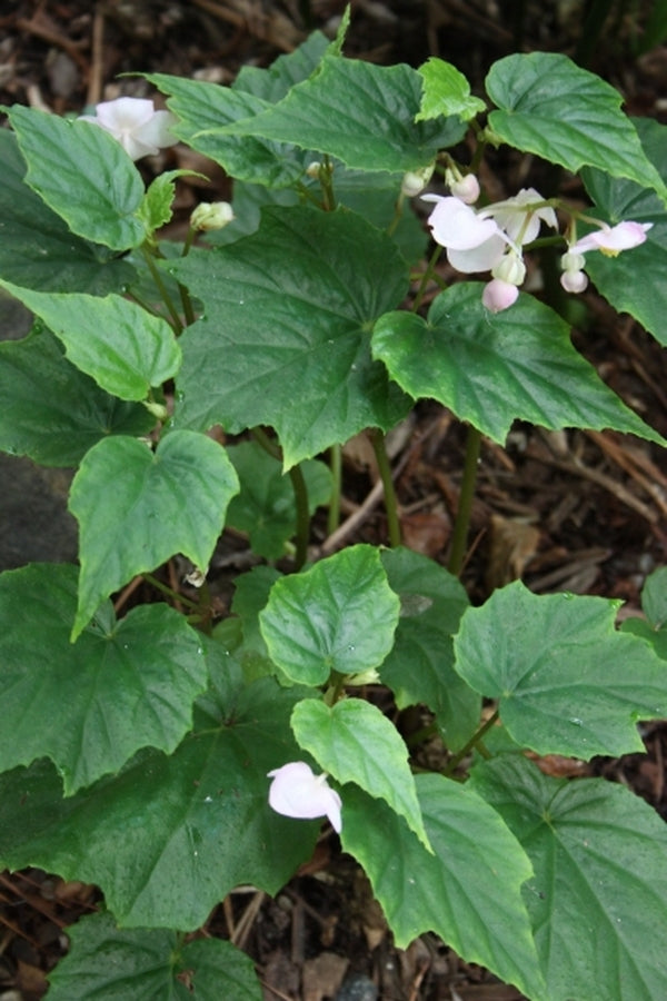 Image of Begonia formosana DJHT 99168|Juniper Level Botanic Gdn, NC|JLBG