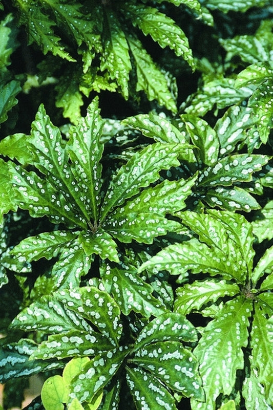 Image of Begonia hemsleyana|Juniper Level Botanic Gdn, NC|JLBG