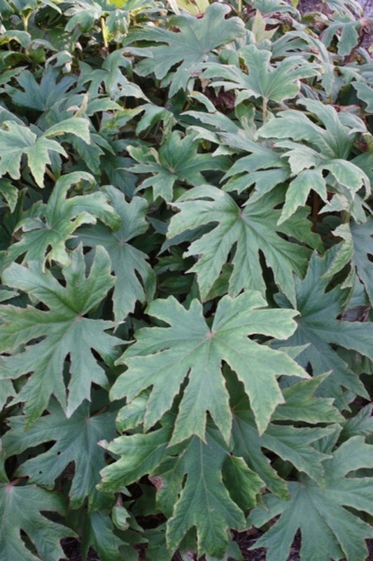 Image of Begonia pedatifida|Juniper Level Botanic Gdn, NC|JLBG