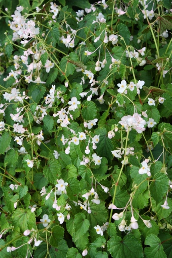 Image of Begonia sinensis 'Shanxi White'|Juniper Level Botanic Gdn, NC|JLBG