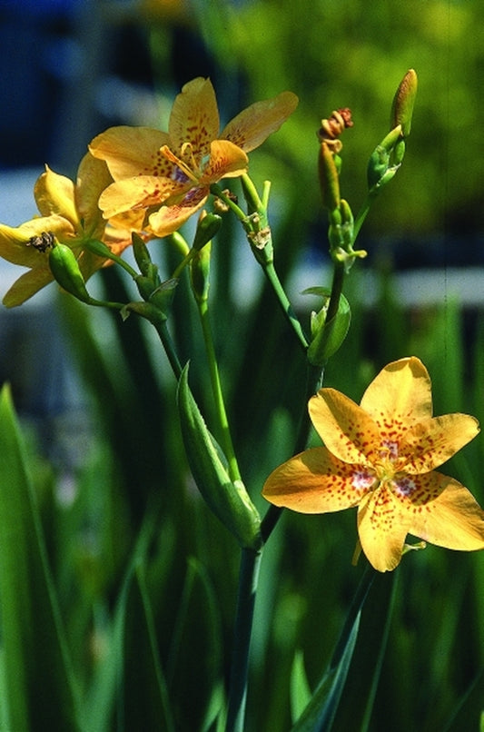Image of Belamcanda chinensis Yunnan Form|Juniper Level Botanic Gdn, NC|JLBG