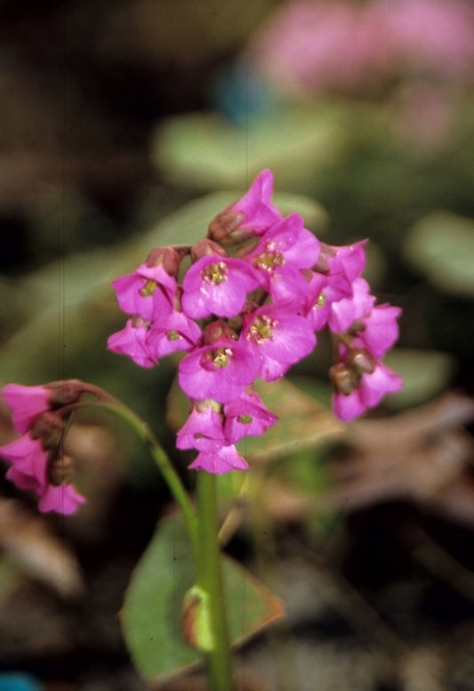 Image of Bergenia 'Eroica'|Juniper Level Botanic Gdn, NC|JLBG