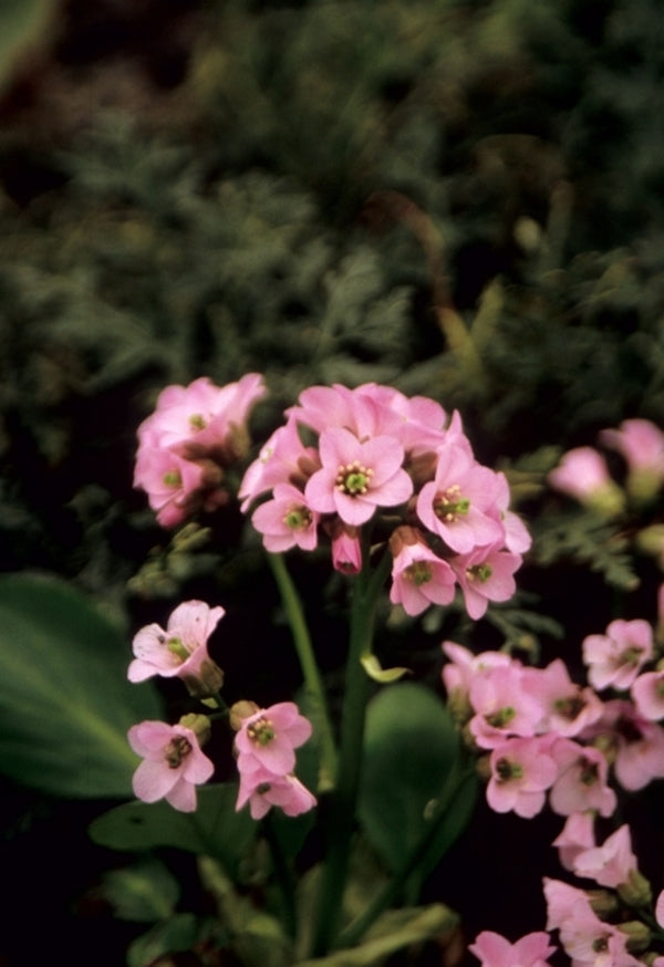 Image of Bergenia 'Rosi Klose'|Juniper Level Botanic Gdn, NC|JLBG