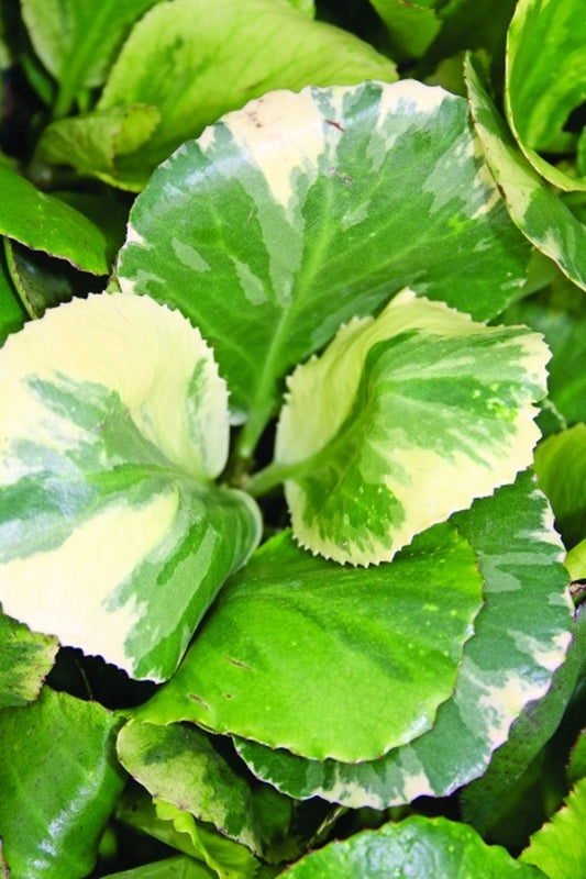 Image of Bergenia 'Solar Flare' PP19938|Juniper Level Botanic Gdn, NC|JLBG