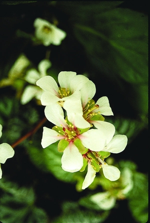 Image of Bergenia emeiensis|Juniper Level Botanic Gdn, NC|JLBG